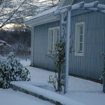 rosenbage-vinter